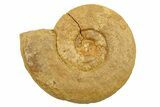 Jurassic Ammonite (Hildoceras?) Fossil - Morocco #289695-1